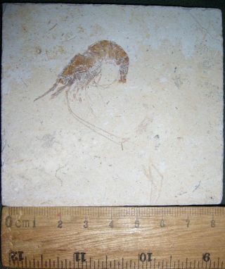 Shrimp 47 - - Zero Paint - Cretaceous Fossils Directly From Lebanon