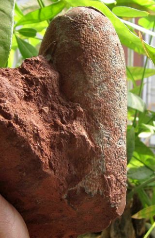 Cretaceous China Ganzhoubiota Theropoda Oviraptor Dinosaur Stone Blackegg Fossil
