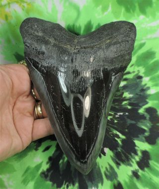 Megalodon Sharks Tooth 6 1/4 " Inch Huge Polished Fossil Sharks Teeth Tooth