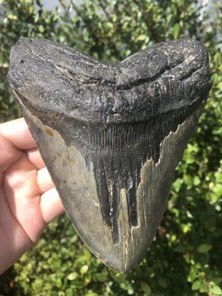Massive 6.  20” Megalodon Tooth Fossil Shark Teeth Weighs Over 1.  25 Pound 5” Wide