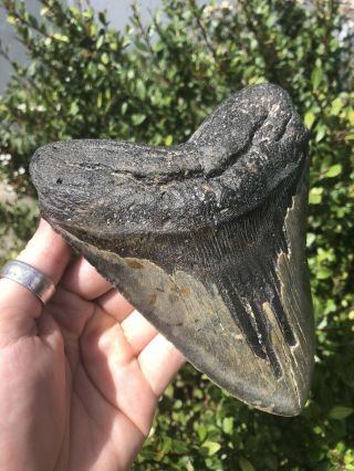 Massive 6.  20” Megalodon Tooth Fossil Shark Teeth Weighs Over 1.  25 Pound 5” Wide 2