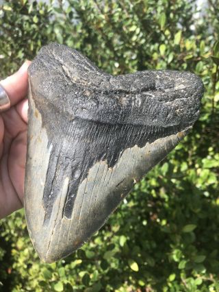 Massive 6.  20” Megalodon Tooth Fossil Shark Teeth Weighs Over 1.  25 Pound 5” Wide 3