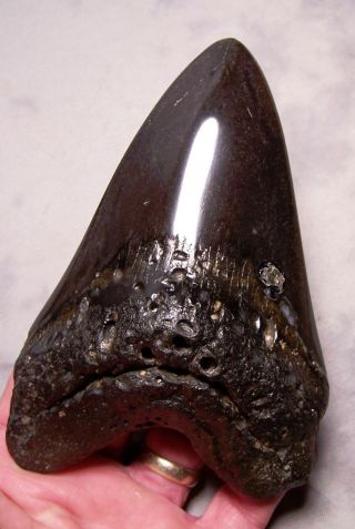 Megalodon Shark Tooth Shark Teeth Fossil Stunning Color 5 11/16 " Big Polished Xl