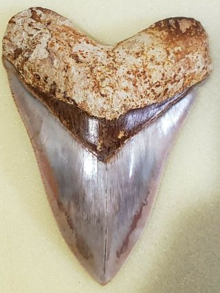 High End 5.  2 " Indonesian Megalodon With Colors Fossil Shark Teeth