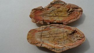 Coelacanth Fish Fossil Tree - Dimensional Trias 250 Mio Madagascar (co - 135/2148)