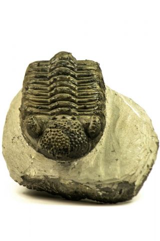 C2 - Top Huge 4.  35 Inch Drotops Armatus Middle Devonian Trilobite