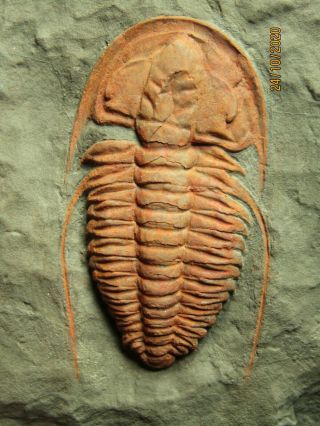 Big,  And Rare Trilobite.  Hamatolenus Vincenti Cambrian.  Morocco.  Nºms02