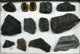 Extinctions - Flat Of 13 Cool Fossil Plants,  Poland - Cones,  Ferns,  Root
