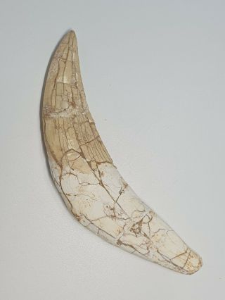 [mh46] Quality Saber Tooth Cat Tiger Tooth Fossil Canine Smilodon Tooth