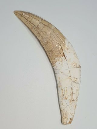 [MH46] Quality Saber tooth cat tiger tooth fossil canine Smilodon Tooth 2