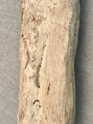Large Petrified Wood From Wyoming