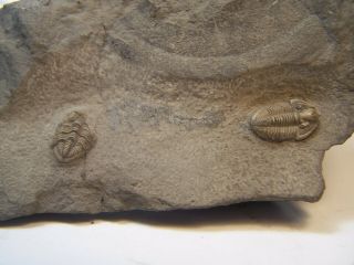 Belgium lower Rare Mississippian Double Griffitides Trilobite Prone display 3