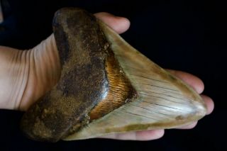 Megalodon Shark Tooth 6 1/4 " X 4 5/8 Huge Upper Anterior Indo Unusual Colours