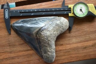 Megalodon Shark Tooth 5,  36  x 4,  4  Huge Widest Upper Indo Deep Blue Colour 3