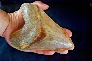 Megalodon Shark Tooth 5,  4  X 4  Large Anterior Indo Bluish,  Terracota Color