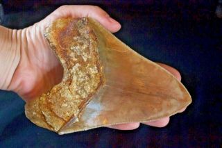 Megalodon Shark Tooth 5,  4  x 4  Large Anterior Indo BLUISH,  TERRACOTA COLOR 2