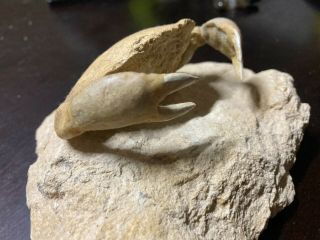 Pretty crab fossil on top of 6 