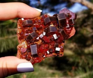Lustrous Dark Cherry Red Vanadinite Crystals On Matrix From Morocco (: