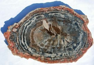 Very Large,  Polished Arizona Petrified Wood Round,  With Fungal Pockets