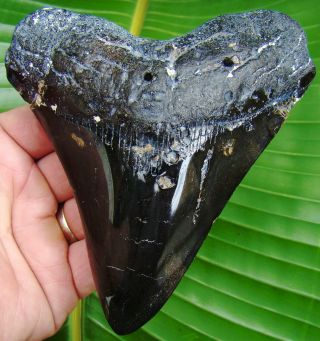 Megalodon Shark Tooth - Over 5 & 1/4 In.  Real Fossil - Double Polished