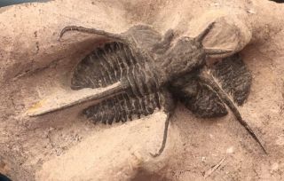 Nicely Preserved Cyphaspis Tafilalet Trilobite Fossil From Morocco (s5)