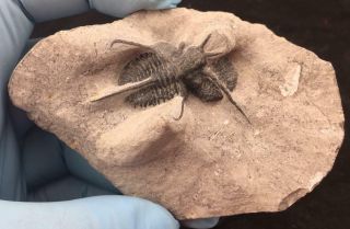 NICELY PRESERVED CYPHASPIS TAFILALET TRILOBITE FOSSIL FROM MOROCCO (S5) 2