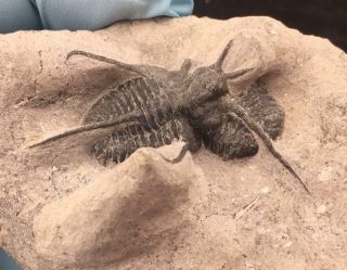 NICELY PRESERVED CYPHASPIS TAFILALET TRILOBITE FOSSIL FROM MOROCCO (S5) 3