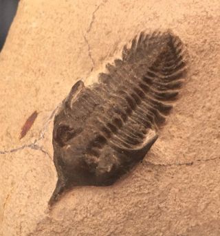 Detailed Pseudocryphalus Trilobite Fossil From Morocco (s4)