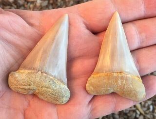 2 Huge Associated Carcharodon Hastalis 2.  55,  2.  43 " Miocene Shark Tooth Hill