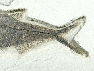 X - Ray Bones A Huge 100 Natural Aaa Diplomystus Fish Fossil Wyoming 1845gr