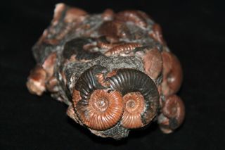 Ammonite Acanthoplites Beudantiсeras Tetragonites Fossil 2