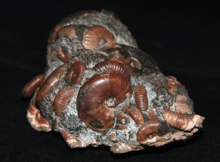 Ammonite Acanthoplites Beudantiсeras Tetragonites Fossil 3