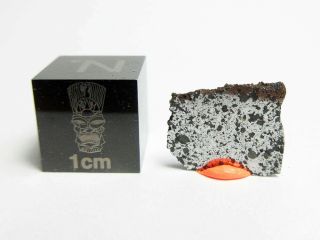 Nwa 13202 Chon - Ung 0.  75g Slice Of Metal - Rich Chondrite Meteorite