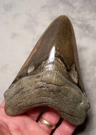 Megalodon Shark Tooth Shark Teeth Fossil Stunning Color 5 1/8 " Big Polished Xl