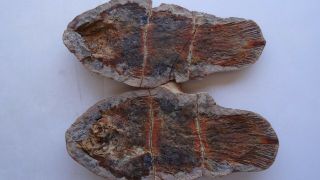Coelacanth Fish Fossil Tree - Dimensional Trias 250 Mio Madagascar (co - 31 /9335)