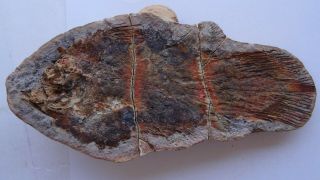 COELACANTH fish fossil Tree - dimensional Trias 250 mio Madagascar (CO - 31 /9335) 2