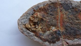 COELACANTH fish fossil Tree - dimensional Trias 250 mio Madagascar (CO - 31 /9335) 3