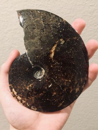 Rare Montana Fossil Ammonite Big Placenticeras Sp.  Cretaceous 5 Inches