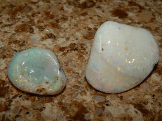 Opalized Fossil Clams