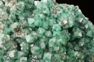 AESTHETIC Cuprian Adamite Crystal Cluster OJUELA MINE,  MEXICO - Ex.  Lemanski 2