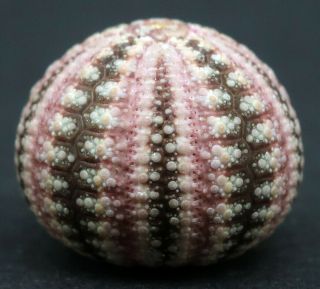 , Rarely Offered Microcyphus Zigzag 16 Mm South Australia Sea Urchin