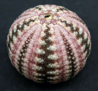 , rarely offered Microcyphus zigzag 16 mm South Australia sea urchin 2