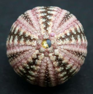 , rarely offered Microcyphus zigzag 16 mm South Australia sea urchin 3
