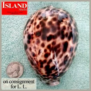 Giant Hawaiian Cypraea Tigris Schilderiana 8) 115.  2mm,  Incredible Beauty