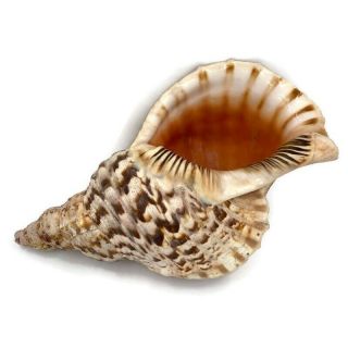 Pacific Triton Trumpet Sea Shell Extra Large 15”