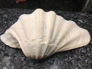 Natural Giant Clam Shell Tridacna Gigas Deep Sea Nautical 13 " W X 10”l