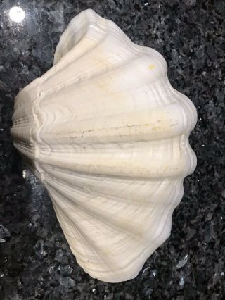 Natural Giant Clam Shell Tridacna Gigas Deep Sea Nautical 13 