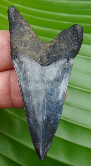 Mako Shark Tooth - Xl 2.  84 In.  Lower Jaw - Real Fossil - No Restorations