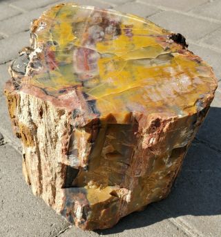 Large Arizona Petrified Wood - Rainbow - Polished - 34 Lbs.