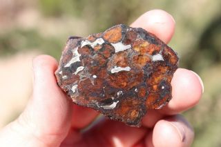 Sericho Meteorite Pallasite From Kenya Full Slice 14.  9 Grams